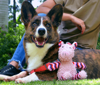 imagem cachorro com brinquedo